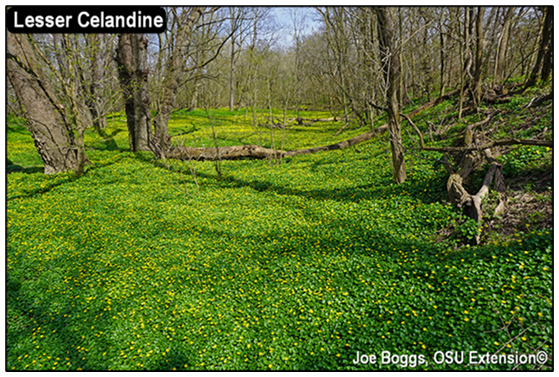 For decorative purposes.